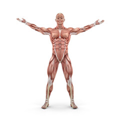 Front view of the muscular system.  This is a 3d render illustration