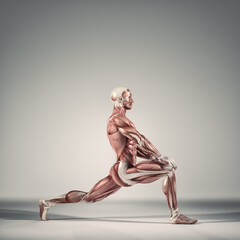 Man performs ground exercises.The muscular system.  This is a 3d render illustration