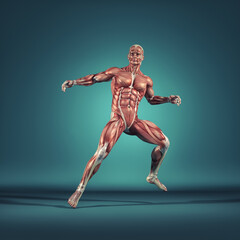 Fototapeta na wymiar Man performs ground exercises. The muscular system. This is a 3d render illustration