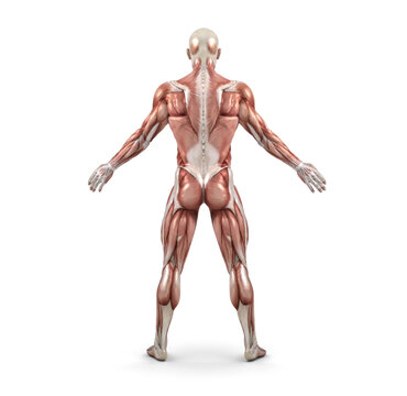 Rear view of the male muscular system. This is a 3d render illustration