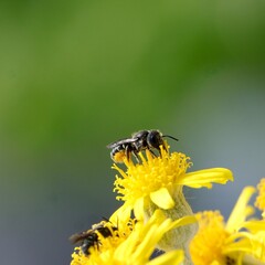 Dzika pszczoła wałczatka (Heriades)  zbiera pyłek z Asteraceae (starzec) na spodzie odwłoka na szczoteczce. 