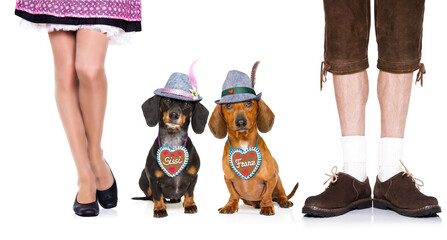 bavarian dachshund or sausage  dogs couple with  gingerbread with owner  isolated on white background , ready for the beer celebration festival in munich