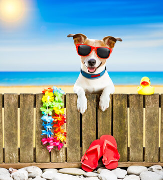 jack russel dog resting and relaxing on a wall or fence at the  beach  ocean shore, on summer vacation holidays, wearing sunglasses