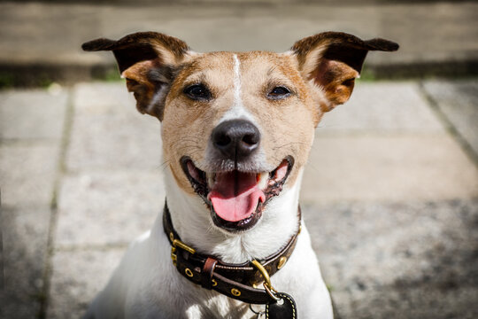 jack russell dog waiting for owner to play  and go for a walk with leash outdoors at the door