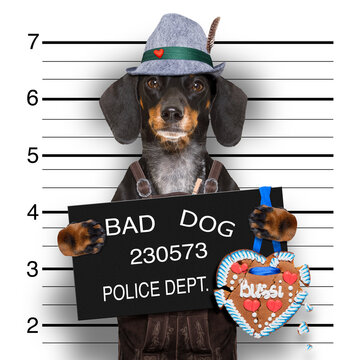 bavarian  sausage dog or dachshund  at  police station mugshot  toasting for the beer celebration festival in munich with broken gingerbread heart