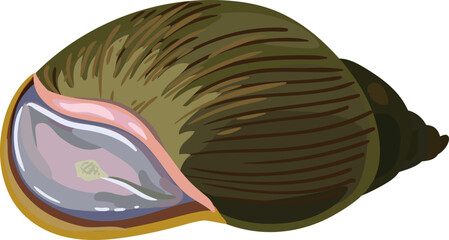 Giant African land snail (Lissachatina fulica) with epiphragm © Kazakova Maryia