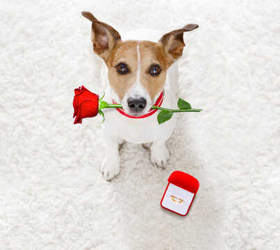 jack russel dog in love , proposing for marriage or wedding to bride with red flower rose in mouth and engagement  gold ring