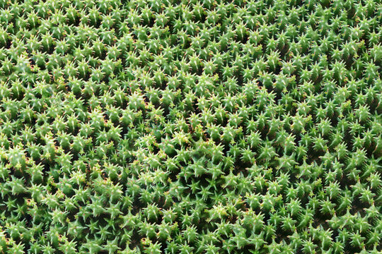 Cactus plant leaves pattern. Green leaves. Natural background. Green succulent leaf texture pattern