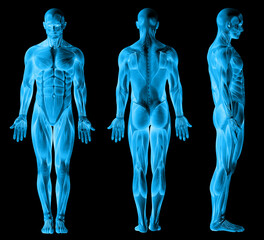 3d rendered illustration of a human body © adimas