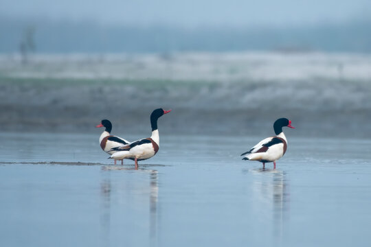 Common shelduck or Tadorna tadorna observed in Gajoldaba in West Bengal, India