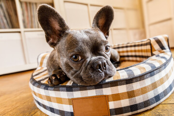 french bulldog dog relaxing  in living room or daydreaming in pet bed , thinking about life
