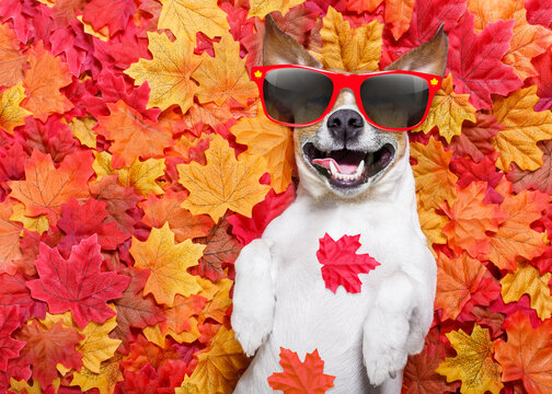 jack russell dog , lying on the ground full of fall autumn leaves, sleeping and lying on the back torso, wearing funny sunglasses