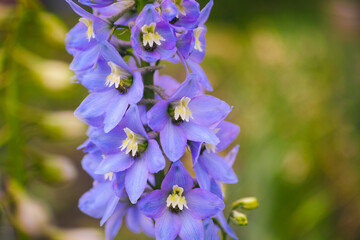 A closeup shot of blue Delphinium flowers