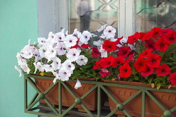 Fototapeta na wymiar Two planter boxes with white and red petunias hanging under a window
