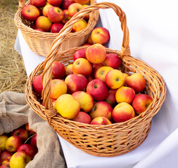 Organic apples in basket in summer grass. Fresh apples in nature
