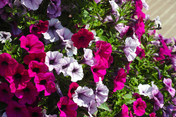 A closeup shot of a large bed of pink and white petunias