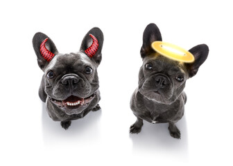 french bulldog dogs ghost for halloween ,  scary and spooky looking up to owner ,right or wrong ,...