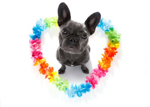 french bulldog dog in love for happy valentines day with rainbow  flower chain in heart shape  , looking up in wide angle