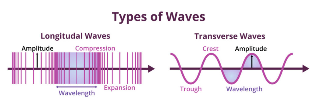 illustration or diagram of types of waves. Longitudinal and transverse waves with description isolated on white. A medium or particles travel perpendicular or parallel to the direction of the wave.
