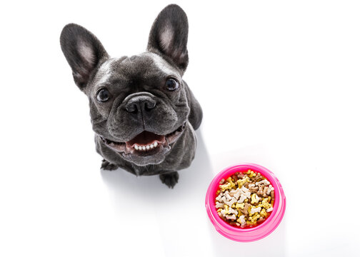 hungry  french bulldog dog  behind full   bowl with treats or cookies, isolated on white looking up  to owner