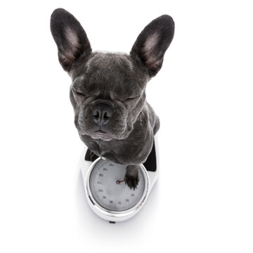 french bulldog  dog with guilty conscience  for overweight, and to loose weight , standing on a scale, isolated on white background