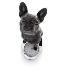 french bulldog  dog with guilty conscience  for overweight, and to loose weight , standing on a ...