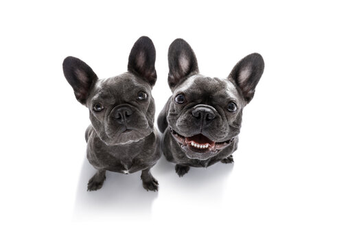 couple of curious french bulldog dogs looking up to owner waiting or sitting patient to play or go for a walk,  isolated on white background