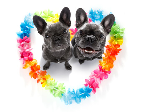 couple of french bulldog dogs in love for happy valentines day with rainbow  flower chain in heart shape  , looking up in wide angle