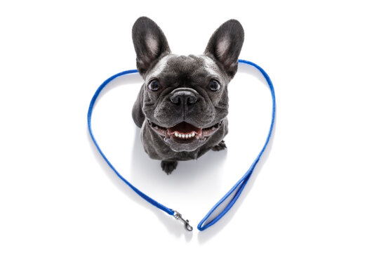 french bulldog dog looking up to owner waiting or sitting patient to play or go for a walk,in love with heart shape leash, isolated on white background