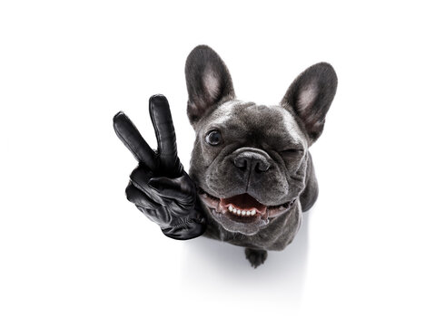 curious french bulldog dog looking up to owner waiting or sitting patient to play or go for a walk,with peace or victory fingers,  isolated on white background, one eye closed squinting