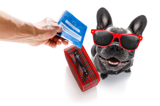 holiday vacation french bulldog  dog waiting in airport terminal ready to board the airplane or plane at the gate wearing sunglasses,  luggage or bag to the side, pet passport with owner
