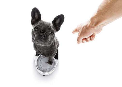 owner punishing dog with guilty conscience pointing with finger for overweight, and to loose weight , standing on a scale, isolated on white background