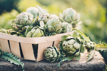 Freshly harvested artichokes in a garden, Vegetables for a healthy diet.