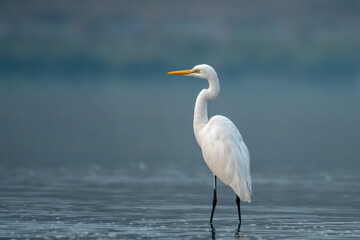 The great egret or Ardea alba observed in Gajoldaba in West Bengal, India