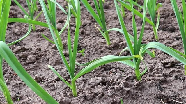 green garlic growing in beds, growing a new crop of garlic, garlic plants in the spring season