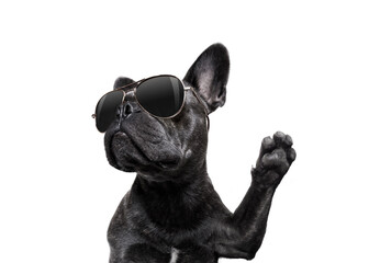 cool trendy posing french bulldog with sunglasses looking up like a model , isolated on white...