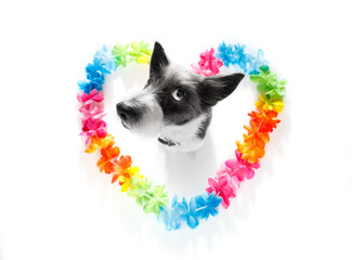 poodle dog in love for happy valentines day with rainbow  flower chain in heart shape  , looking up in wide angle