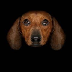 dachshund sausage dog isolated on black dark dramatic background looking at you frontal, isolated
