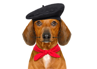 french dachshund sausage dog with beret hat, isolated on white background, behind frame banner  or placard