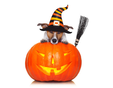 halloween devil jack russell dog on top of pumpkin, scared and frightened, isolated on white background