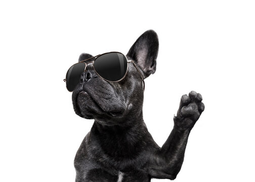 cool trendy posing french bulldog with sunglasses looking up like a model , isolated on white background, with paw high five