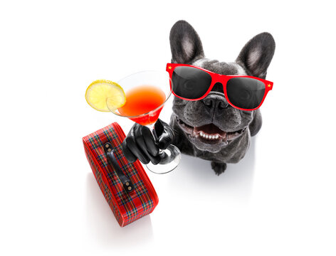 cool drunk french bulldog  dog cheering a toast with cocktail drink , looking up to owner ,ready to go on vacation holidays