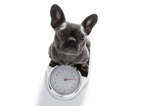 french bulldog  dog with guilty conscience  for overweight, and to loose weight , standing on a  personal scale, isolated on white background