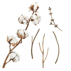 Watercolor illustration cotton and twigs. Hand drawn clipart isolated on white background. Holiday winter and autumn print. For wedding invitation, textile, scrapbooking, card, invitation.
