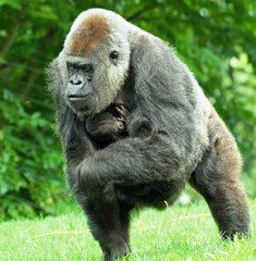 Explore the Beauty of the Animal Kingdom – A Collection of Stunning Creatures, from Adorable Pets to Wild Wonders, Captured in Their Natural Charm.