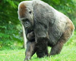 Explore the Beauty of the Animal Kingdom – A Collection of Stunning Creatures, from Adorable Pets to Wild Wonders, Captured in Their Natural Charm.