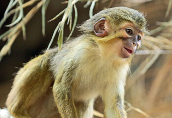 close up of a macaque