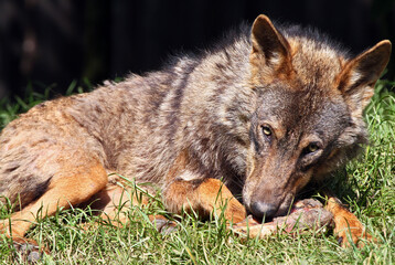
Wolves and foxes, both members of the Canidae family, possess captivating qualities and play significant roles in various ecosystems.