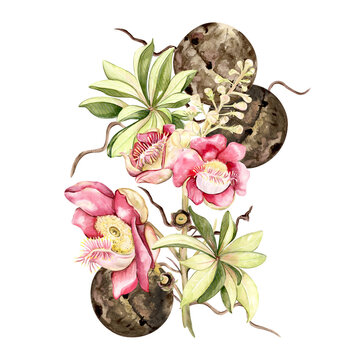 recommend clip art: brazilian cannonball tree