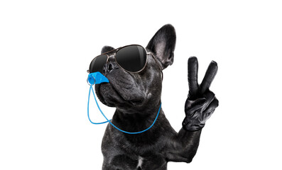 referee arbitrator umpire french bulldog dog blowing blue whistle in mouth  whit peace or victory...